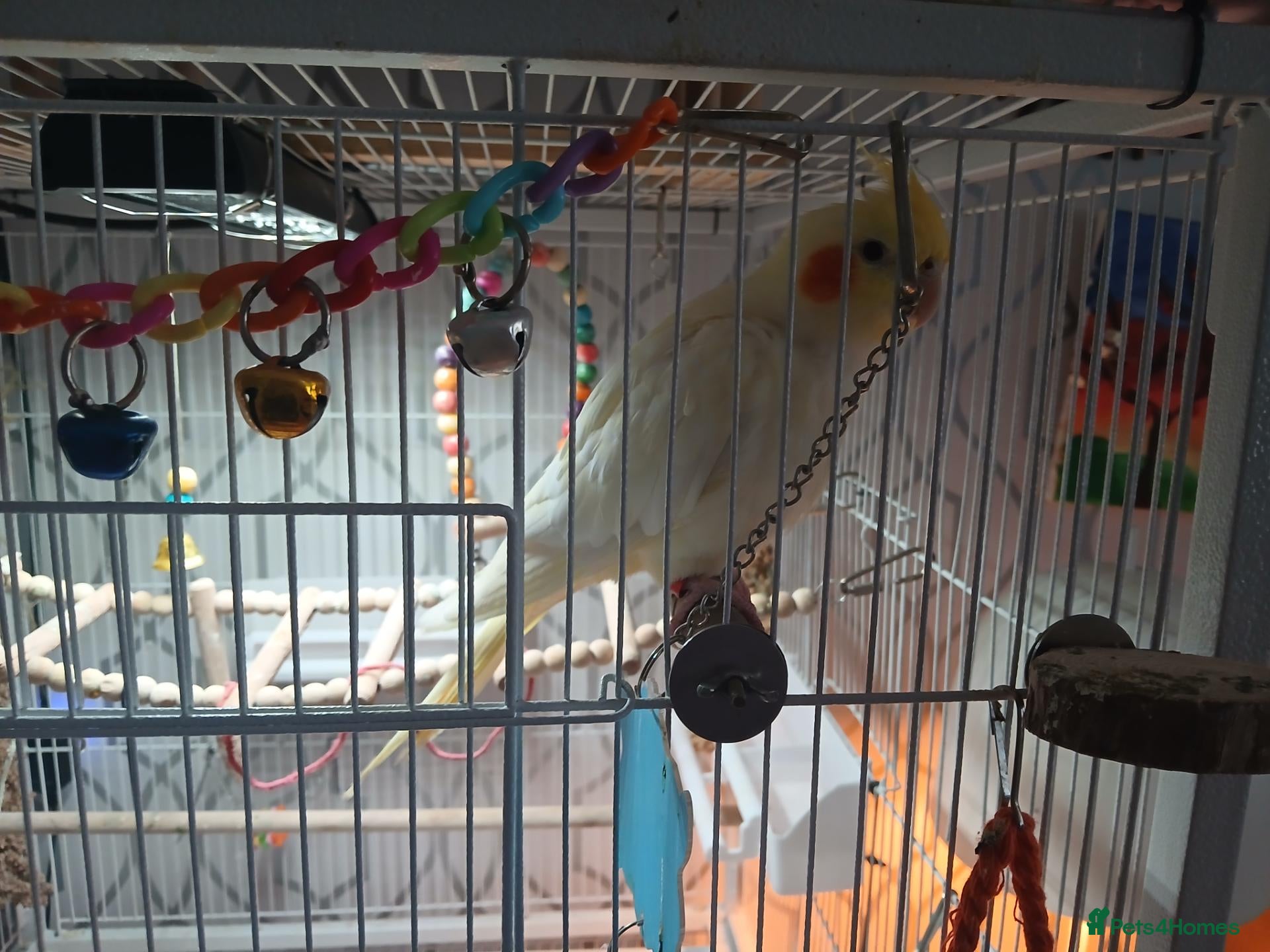 Cockatiels birds Cockatiel for sale in Dunfermline - Advert 6