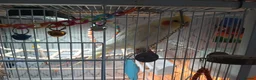 Cockatiels birds for sale: Cockatiel for sale in Dunfermline in Dunfermline - Advert 1