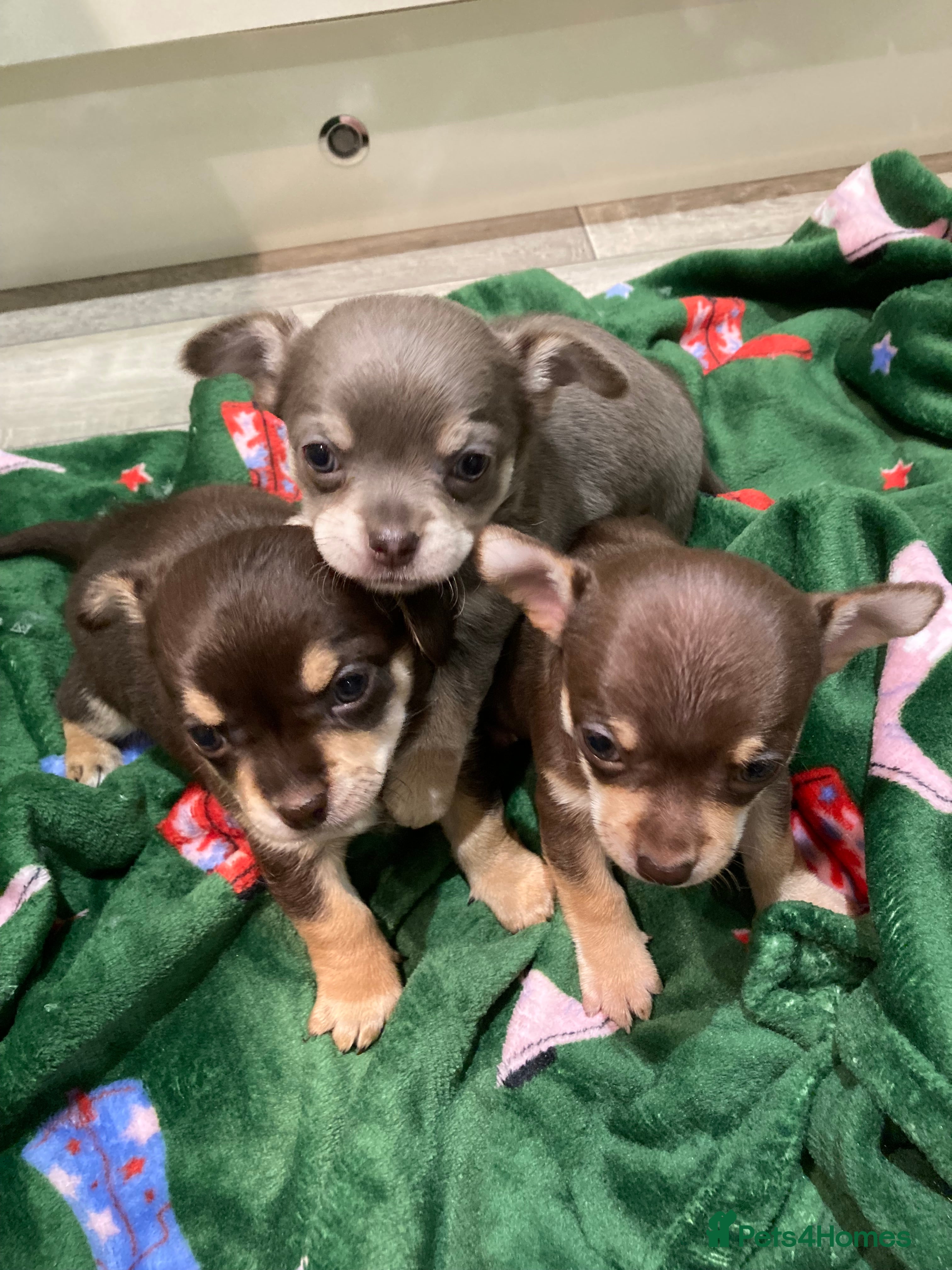 Chihuahua dogs  ** Chihuahua pups ready to leave 27th of Dec🎅🏼 - Advert 10