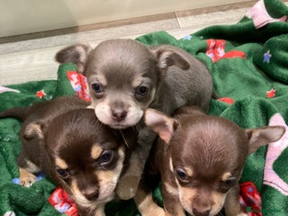 Chihuahua dogs ** Chihuahua pups ready to leave 27th of Dec🎅🏼 - Advert 3