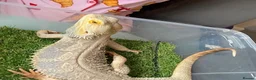 Bearded Dragon reptiles for sale: Bearded dragon  - Advert 2
