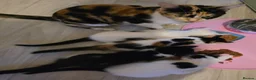 Mixed Breed cats for sale: Kittens - Advert 5