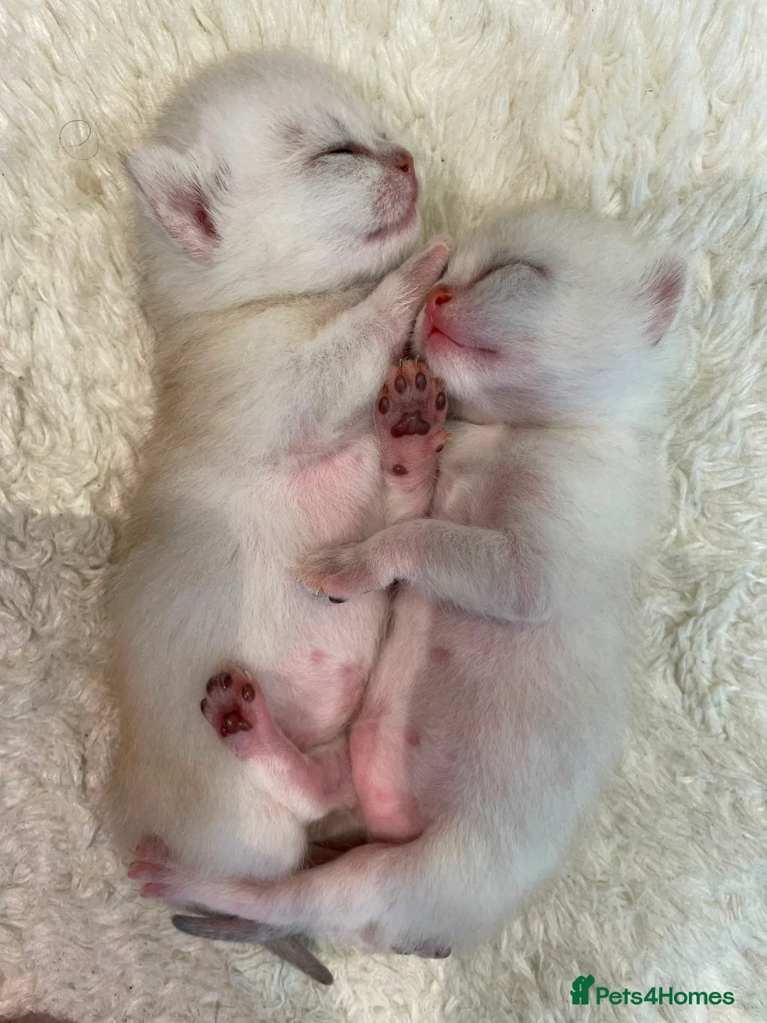 British Shorthair cats for sale: British shorthair kittens  - Advert 15