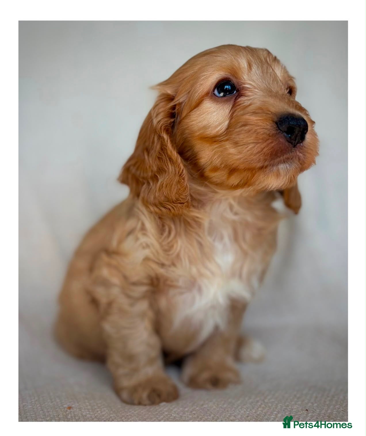 Cockapoo dogs Quality F1 Cockapoo puppies - Advert 2