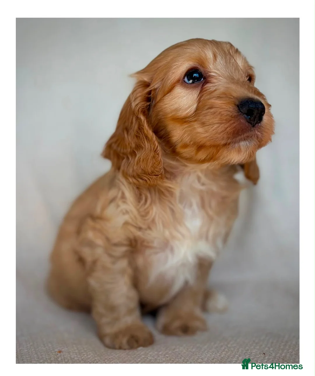 Cockapoo dogs for sale: Quality F1 Cockapoo puppies - Advert 2