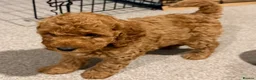 Mixed Breed dogs for sale: Miniature poodle  - Advert 8