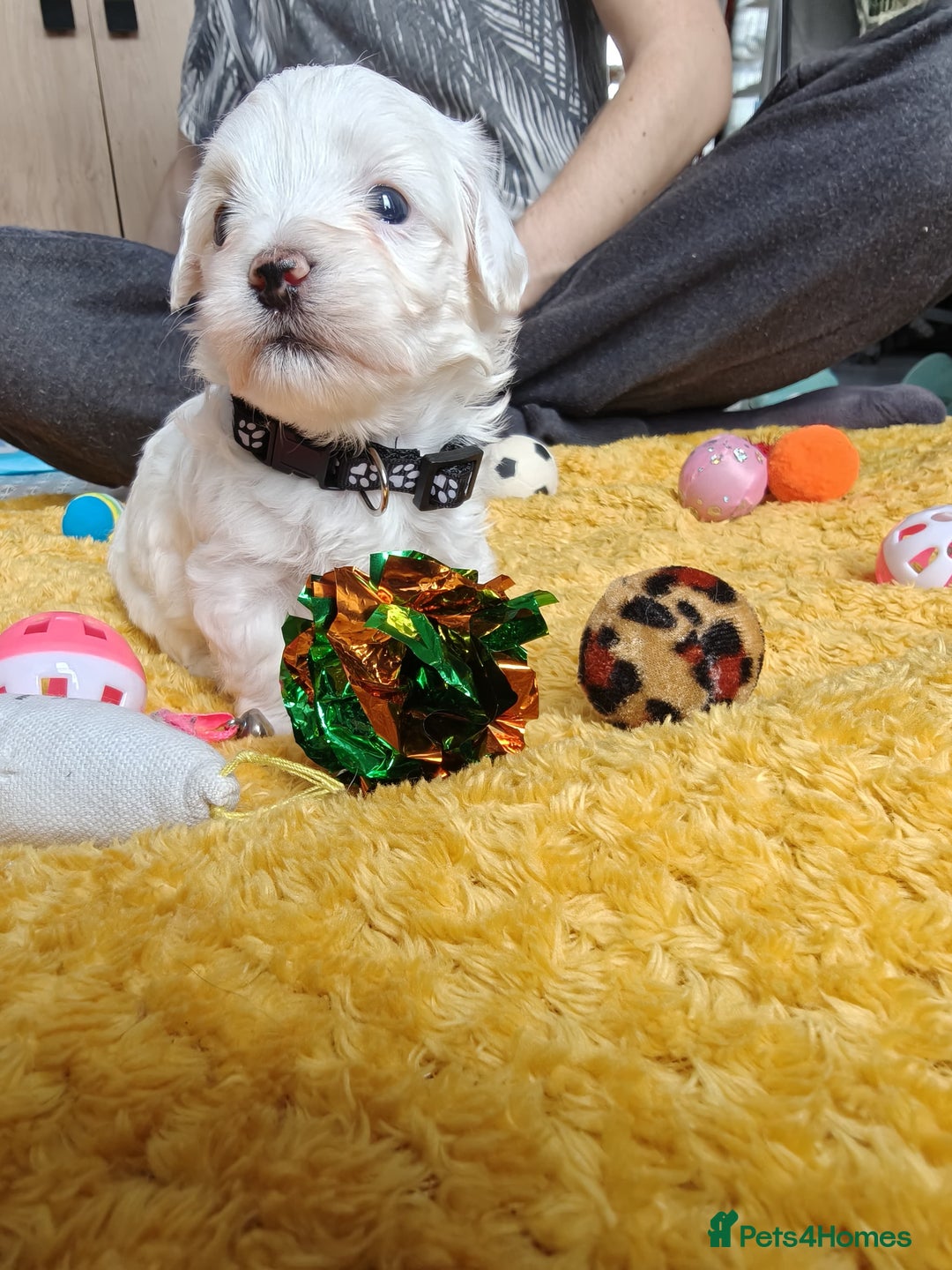Maltipoo dogs for sale: F2 Mini Maltipoo,Toy size 4 boys - Image 25