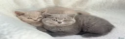 British Shorthair cats for sale: GCCF registered kitten - Advert 17