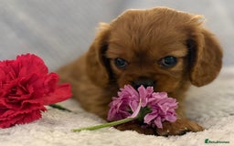 Cavalier King Charles Spaniel dogs for sale: KC REG, HEART, EYE AND DNA TESTED PARENTS - Image 1