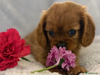 Cavalier King Charles Spaniel dogs KC REG, HEART, EYE AND DNA TESTED PARENTS - Advert 1