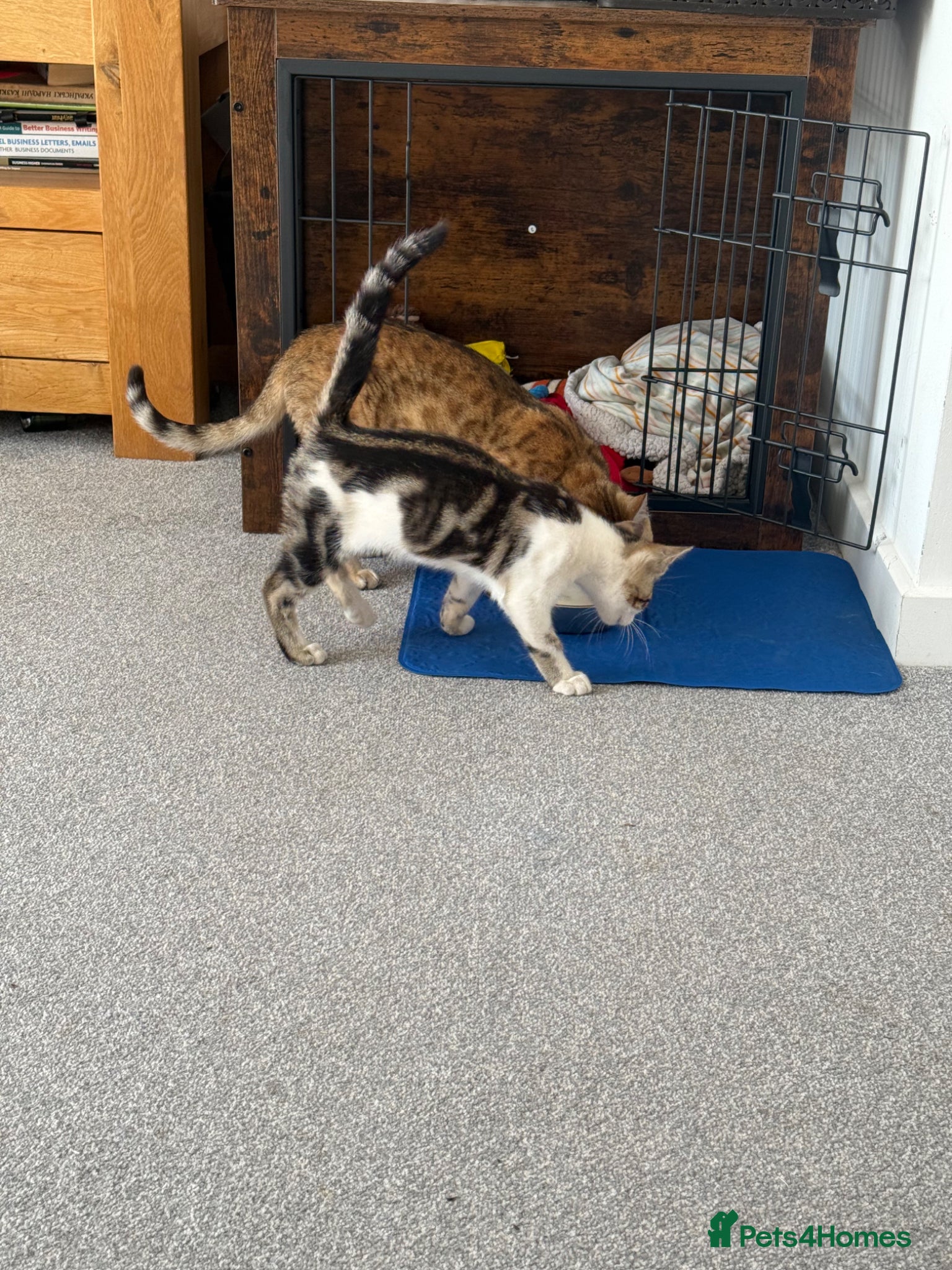 Bengal cats Bengal mum and British crossbreed dad - Advert 4