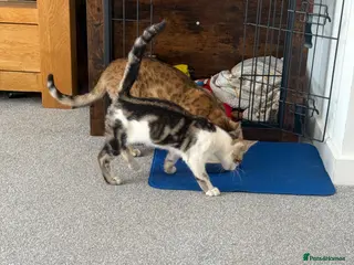 Bengal cats Bengal mum and British crossbreed dad - Advert 4