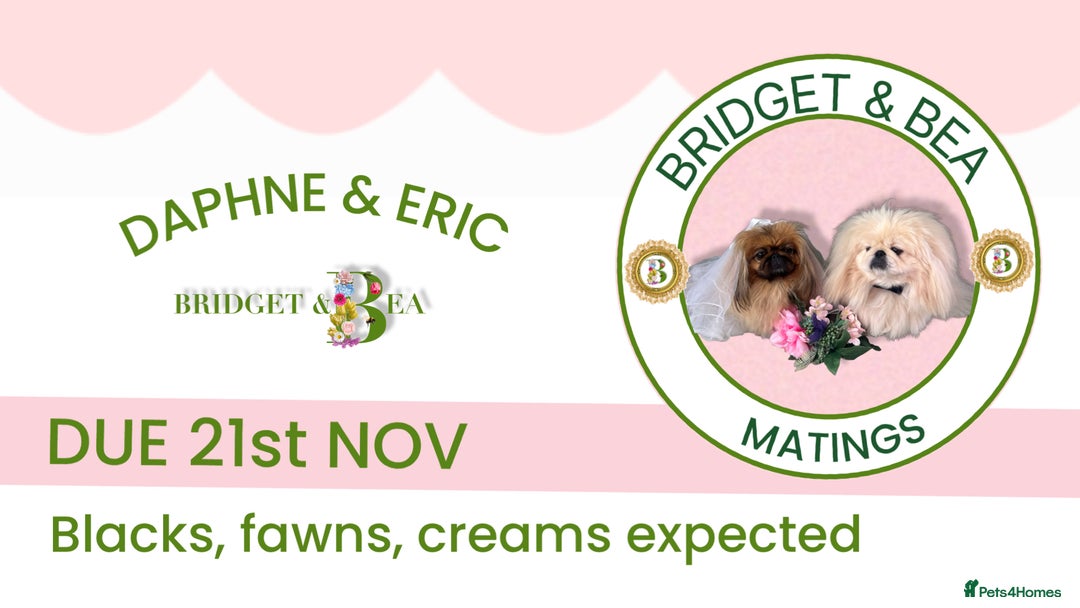 Pekingese dogs for sale: ⭐️WAITING LIST OPEN⭐️ - Image 1