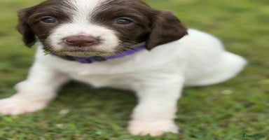 English Springer Spaniel dogs - Advert 5