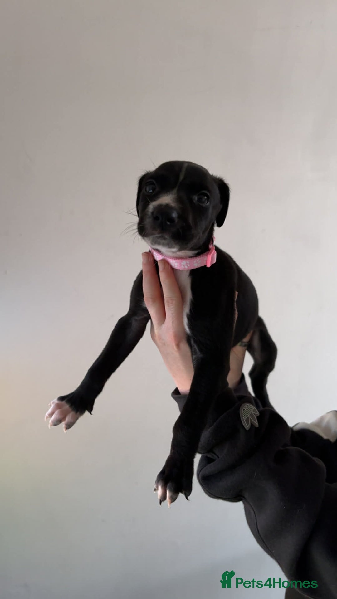 Lurcher dogs for sale: Saluki Bull Greyhound Puppies  - Advert 7