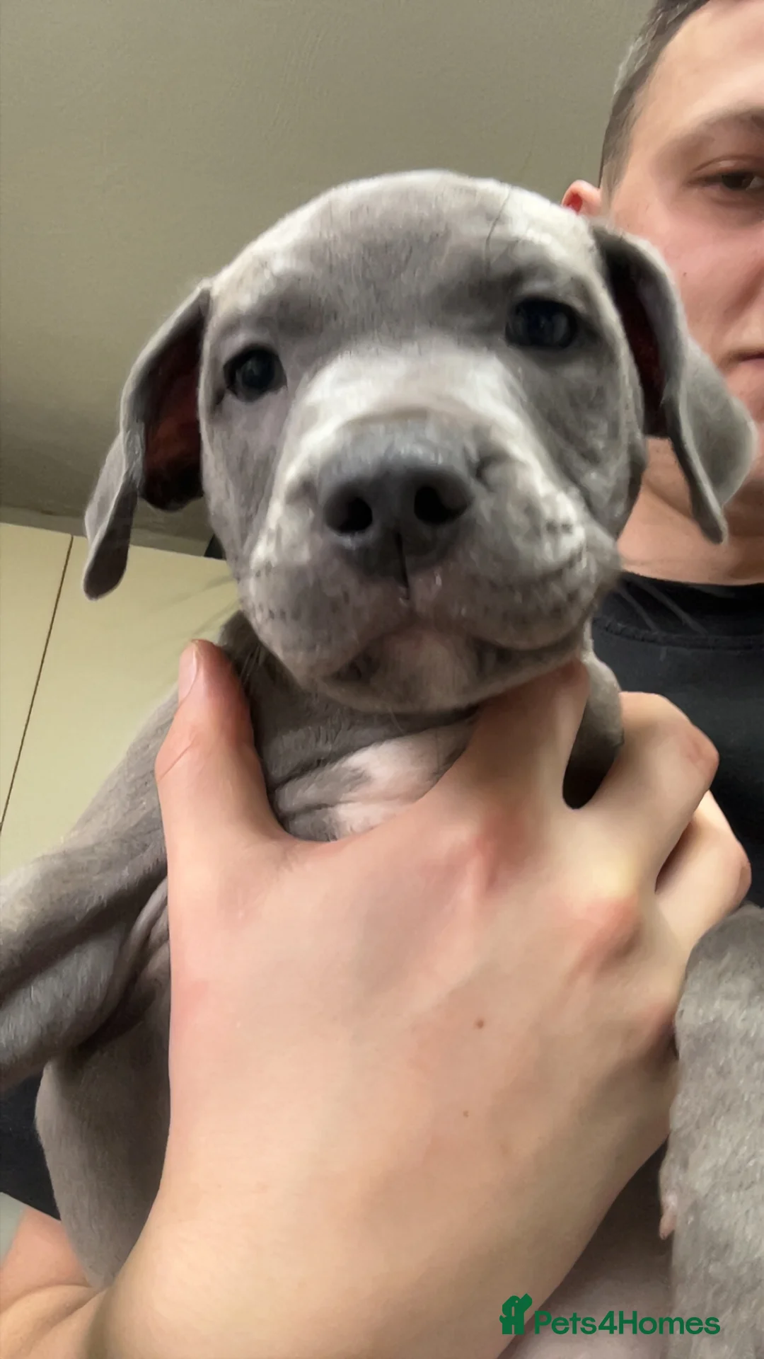 Staffordshire Bull Terrier dogs for sale: Blue staffy pups in Bradford - Advert 1