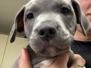 Staffordshire Bull Terrier dogs Blue staffy pups in Bradford - Advert 1