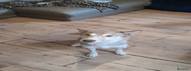 Mum