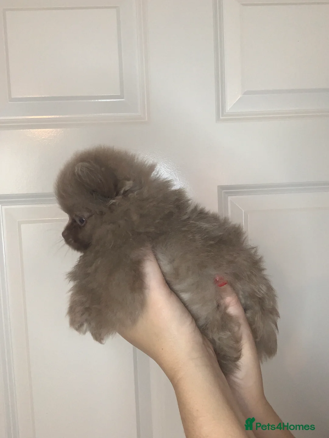 Pomeranian dogs for sale: EXQUISITE POMERANIAN PUPPIES (READY TO LEAVE) - Advert 5