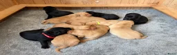 Labrador Retriever dogs for sale: Labrador puppies ready to go  - Advert 3
