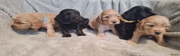Cocker Spaniel dogs for sale: Stunning KC registered show cocker puppies - Advert 7