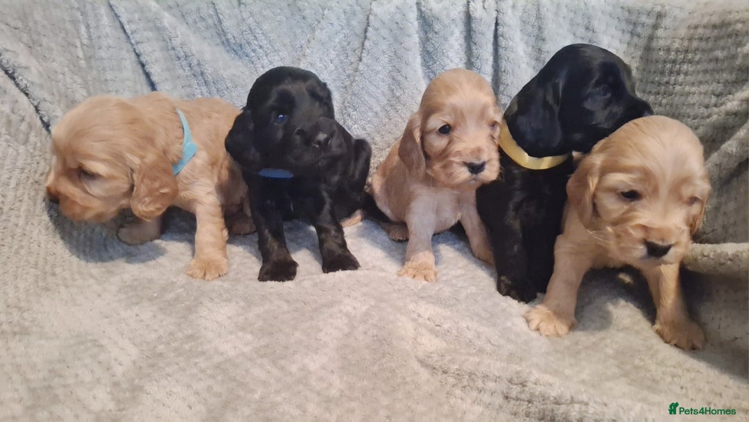 Cocker Spaniel dogs for sale: Stunning KC registered show cocker puppies - Advert 7