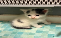 British Shorthair cats for sale: Calico, British shorthair, Persian domestic - Image 7