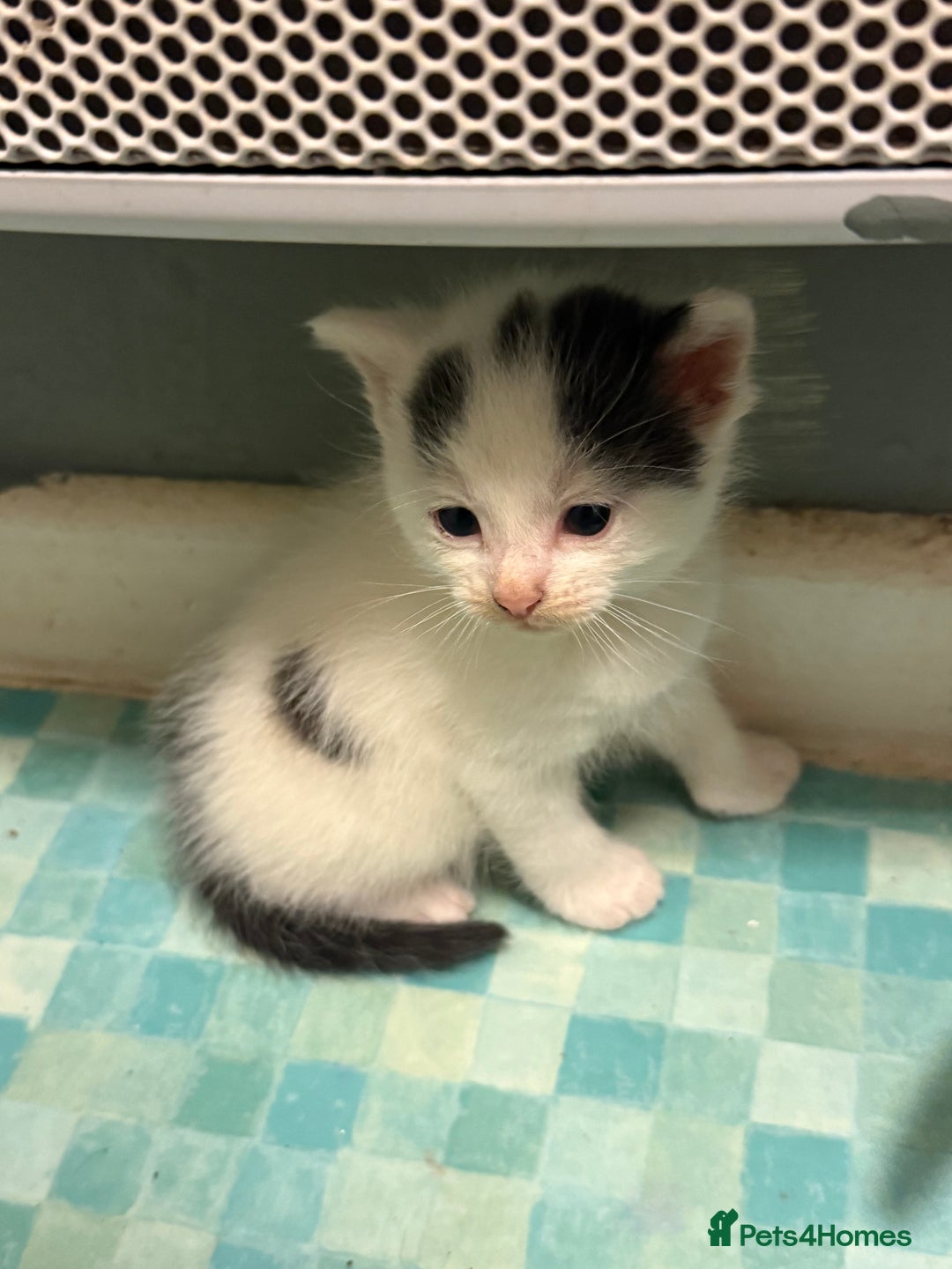 British Shorthair cats for sale: Calico, British shorthair, Persian domestic - Image 7