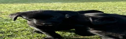 Labrador Retriever dogs for sale: Mr stephen jones in Aylesbury - Advert 14