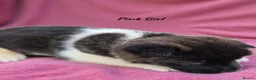 Akita dogs for sale: 🐻 Stunning American Akita Puppies 🐶  - Advert 9