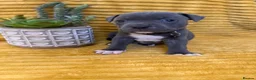 Staffordshire Bull Terrier dogs for sale: KC Blue Staffordshire bull terrier puppies  - Advert 24