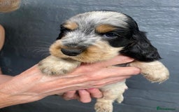 Cocker Spaniel dogs for sale: Cocker Spaniel Puppies For Sale  - Image 5