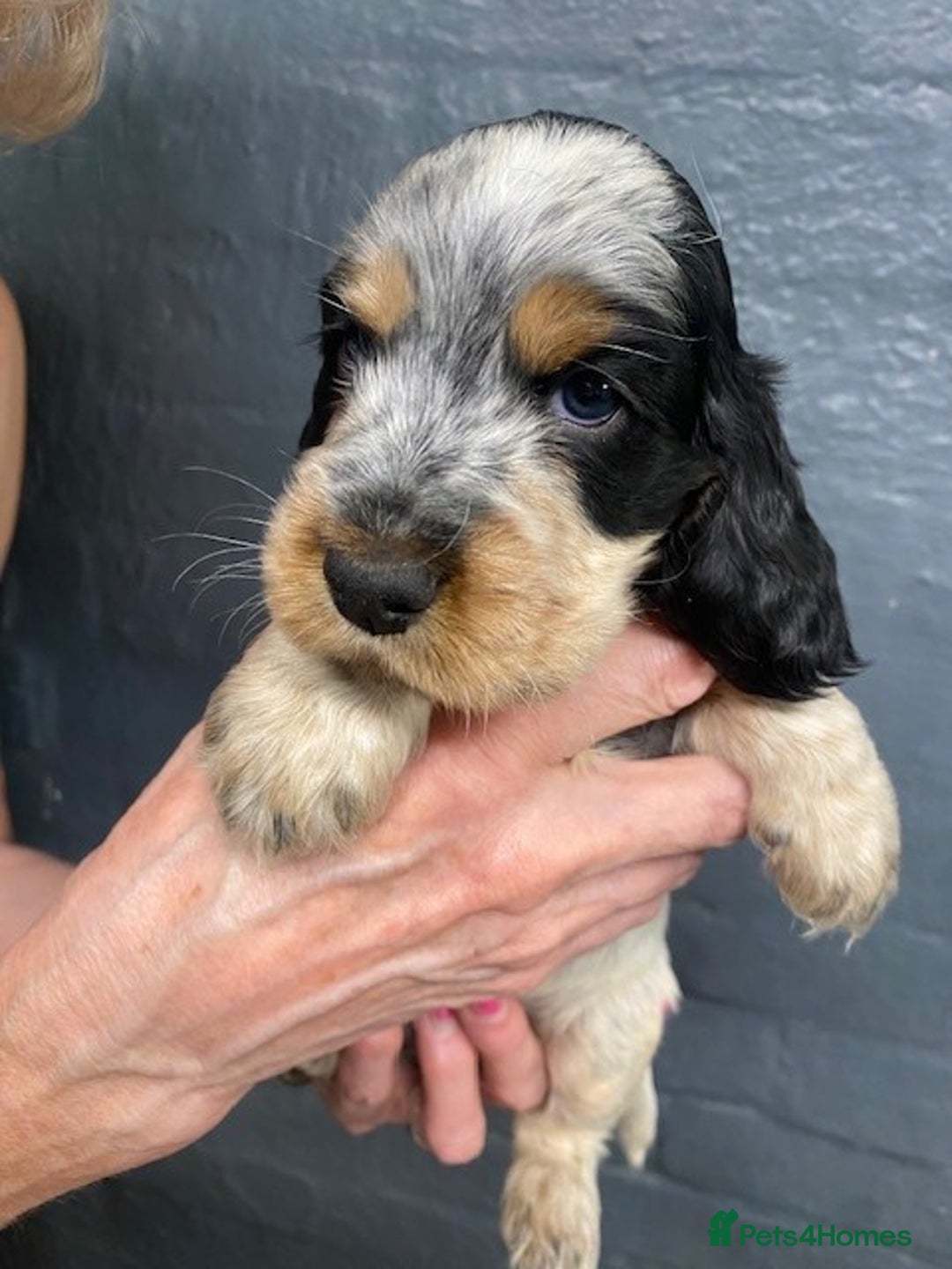 Cocker Spaniel dogs for sale: Cocker Spaniel Puppies For Sale  - Image 5