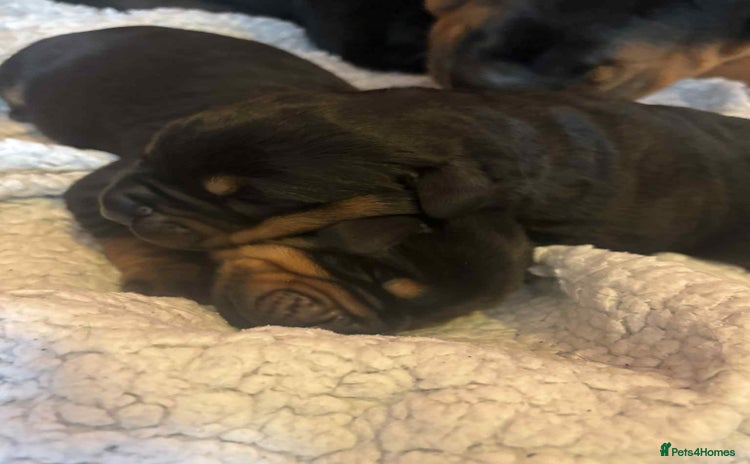 Dobermann dogs - Advert 1