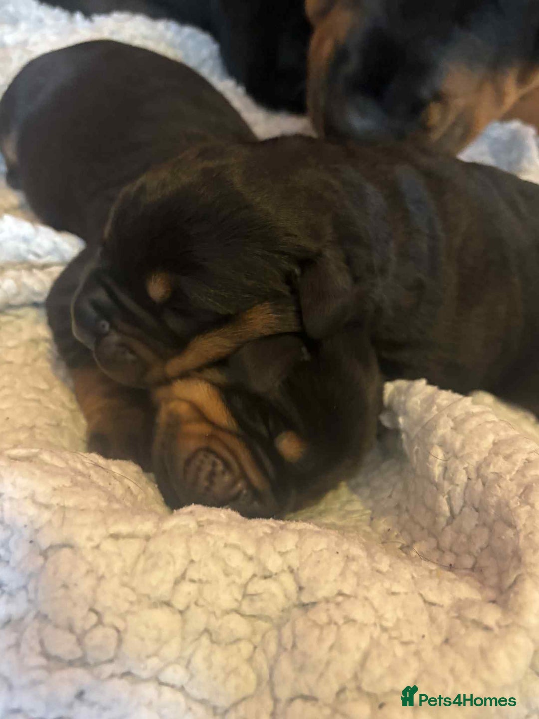 Dobermann dogs for sale: Rottaman - Image 1