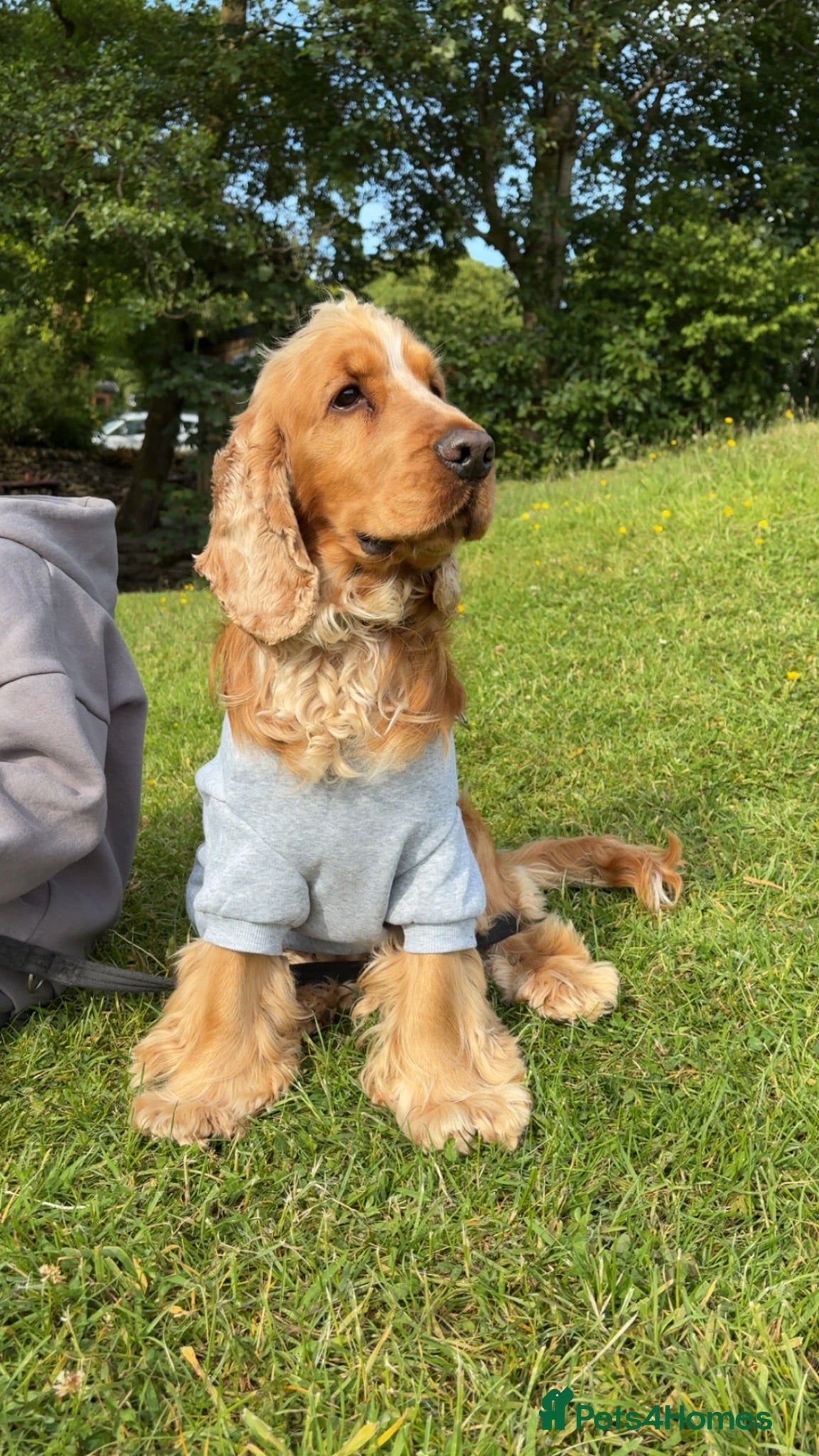 Cocker Spaniel dogs 2 year old full kc reg show cocker spaniel  - Advert 2