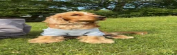 Cocker Spaniel dogs for sale: 2 year old full kc reg show cocker spaniel  in Barrow-in-Furness - Advert 1