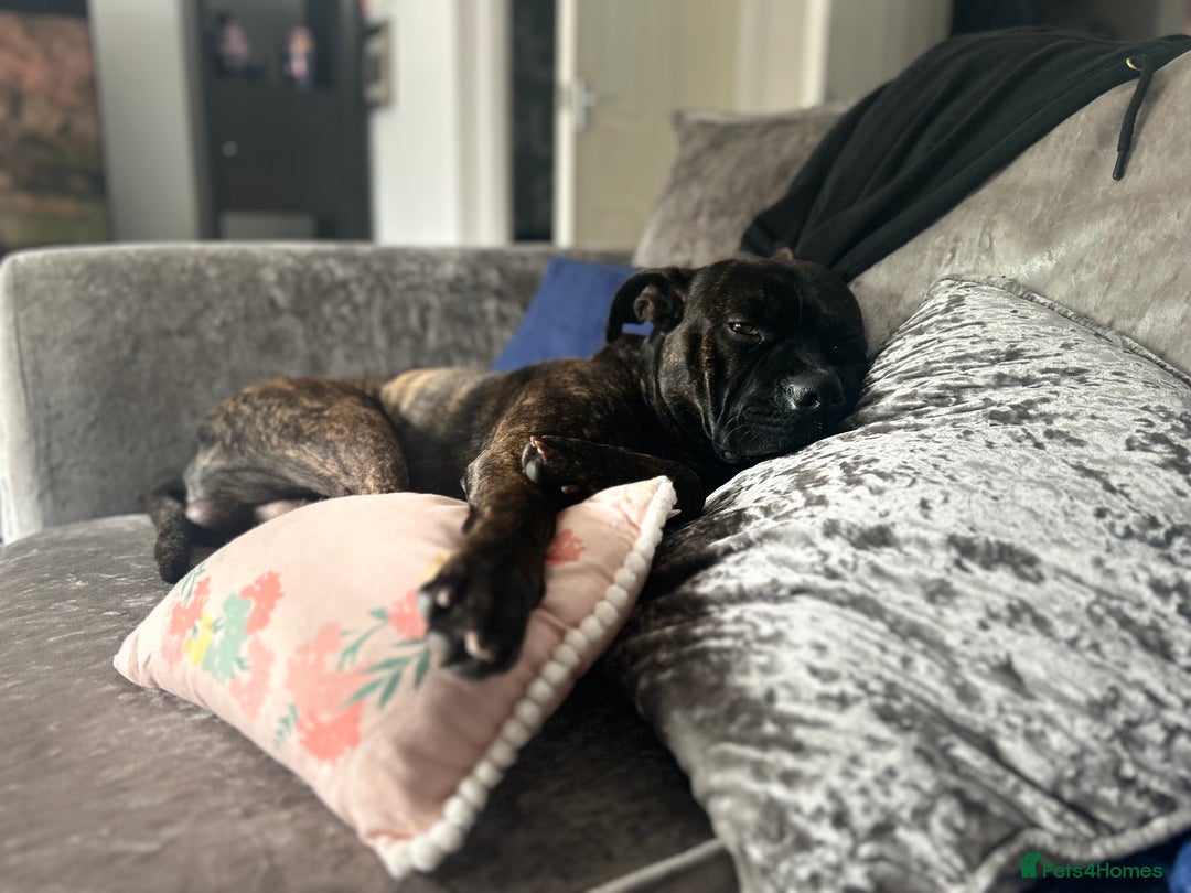 Mixed Breed dogs for sale: Staff cross - Advert 2