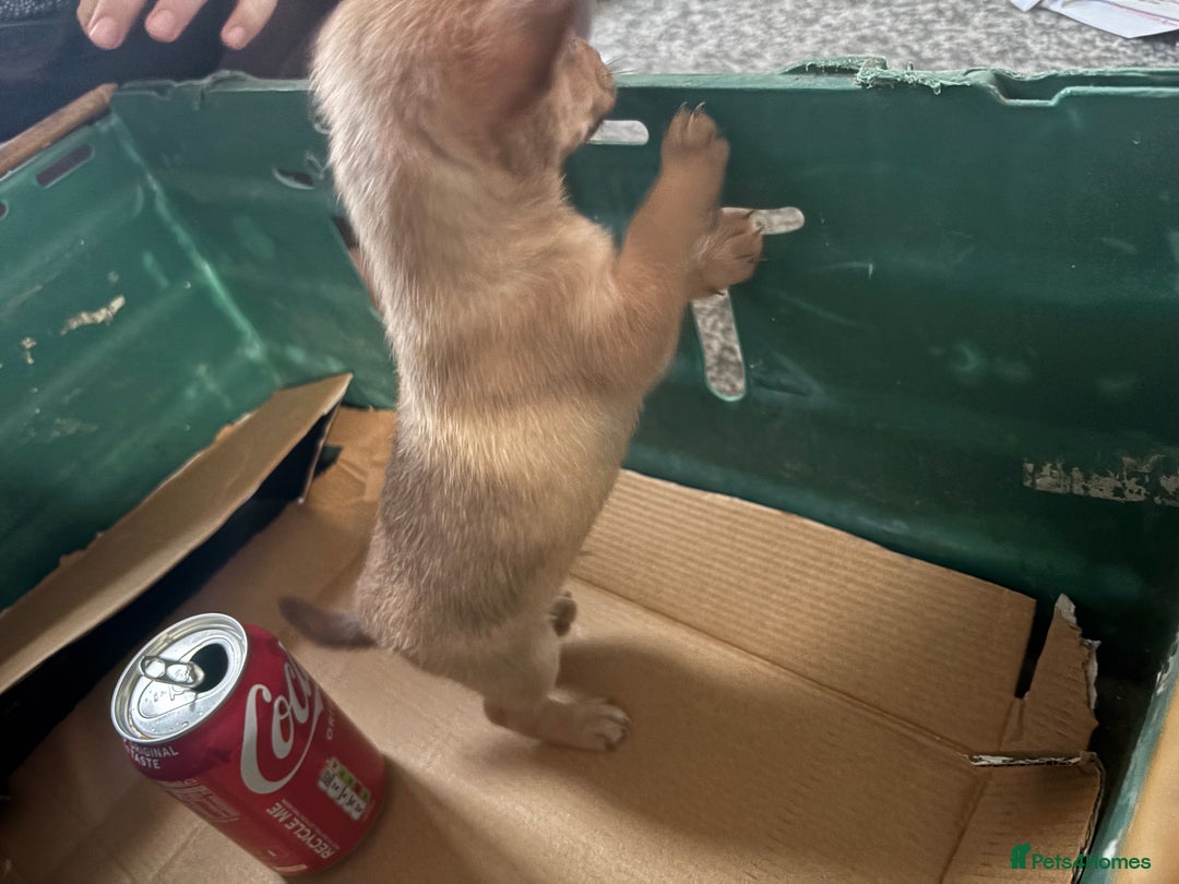 Pomchi dogs for sale: Hi this is my beautiful Pomchi puppy  - Advert 6