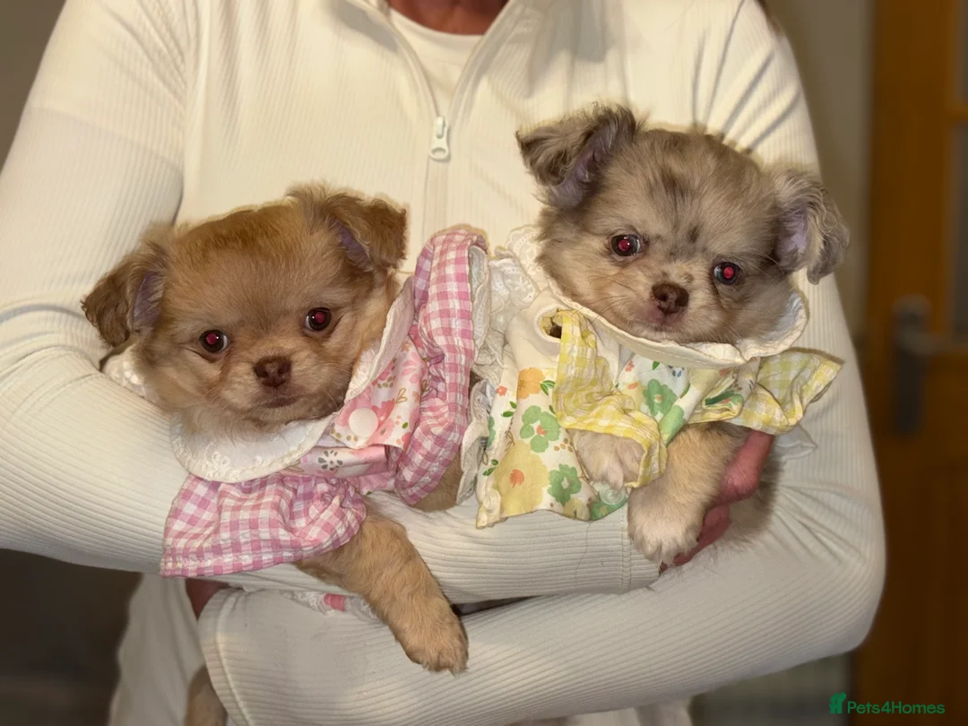 Chihuahua dogs for sale: Merle chihuahua boy  - Advert 3