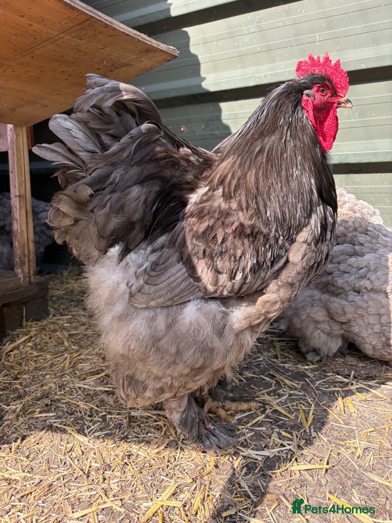 Chickens poultry Rare Breed - Blue Cochin Cockerel  - Advert 6