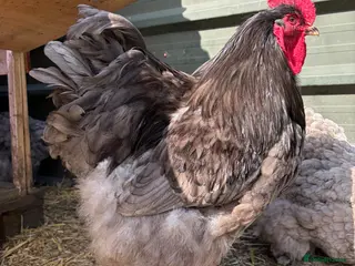 Chickens poultry Rare Breed - Blue Cochin Cockerel - Advert 1