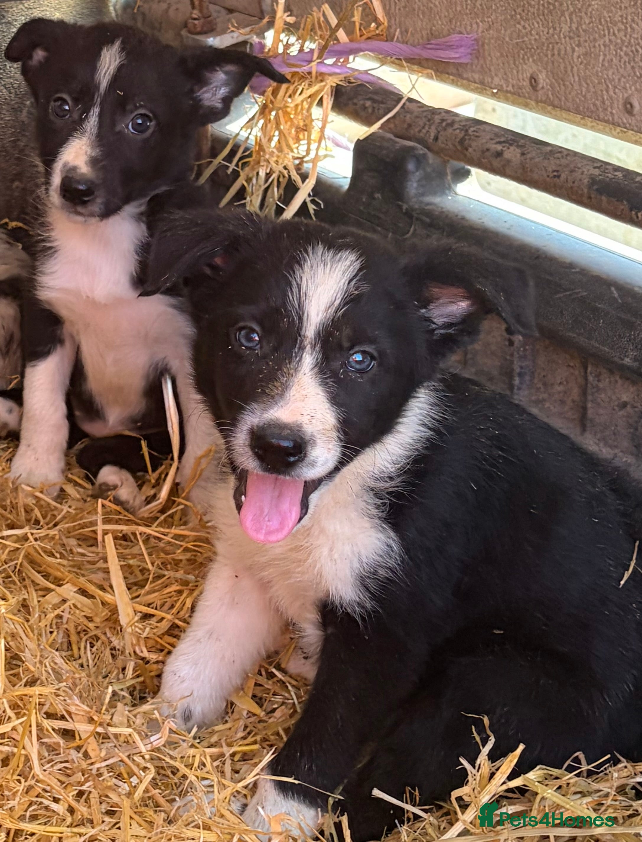 Border Collie dogs 7 beautiful border collie pups  - Advert 2
