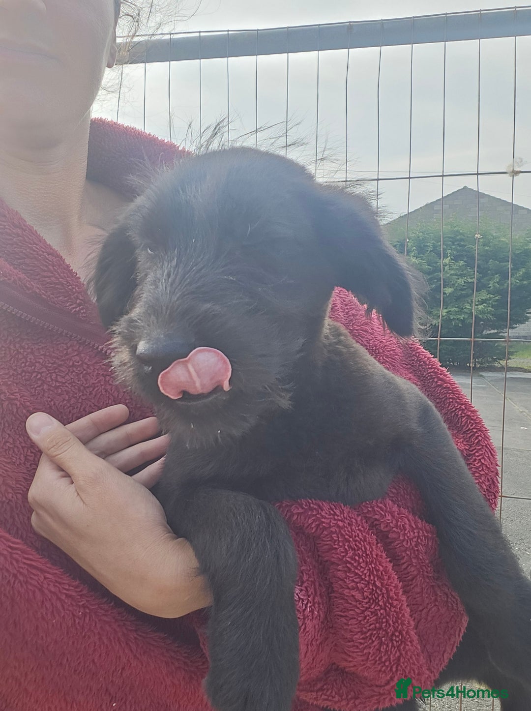 Mixed Breed dogs for sale: Giant Schnauzers x Caucasian shepherd  in Crook - Image 26