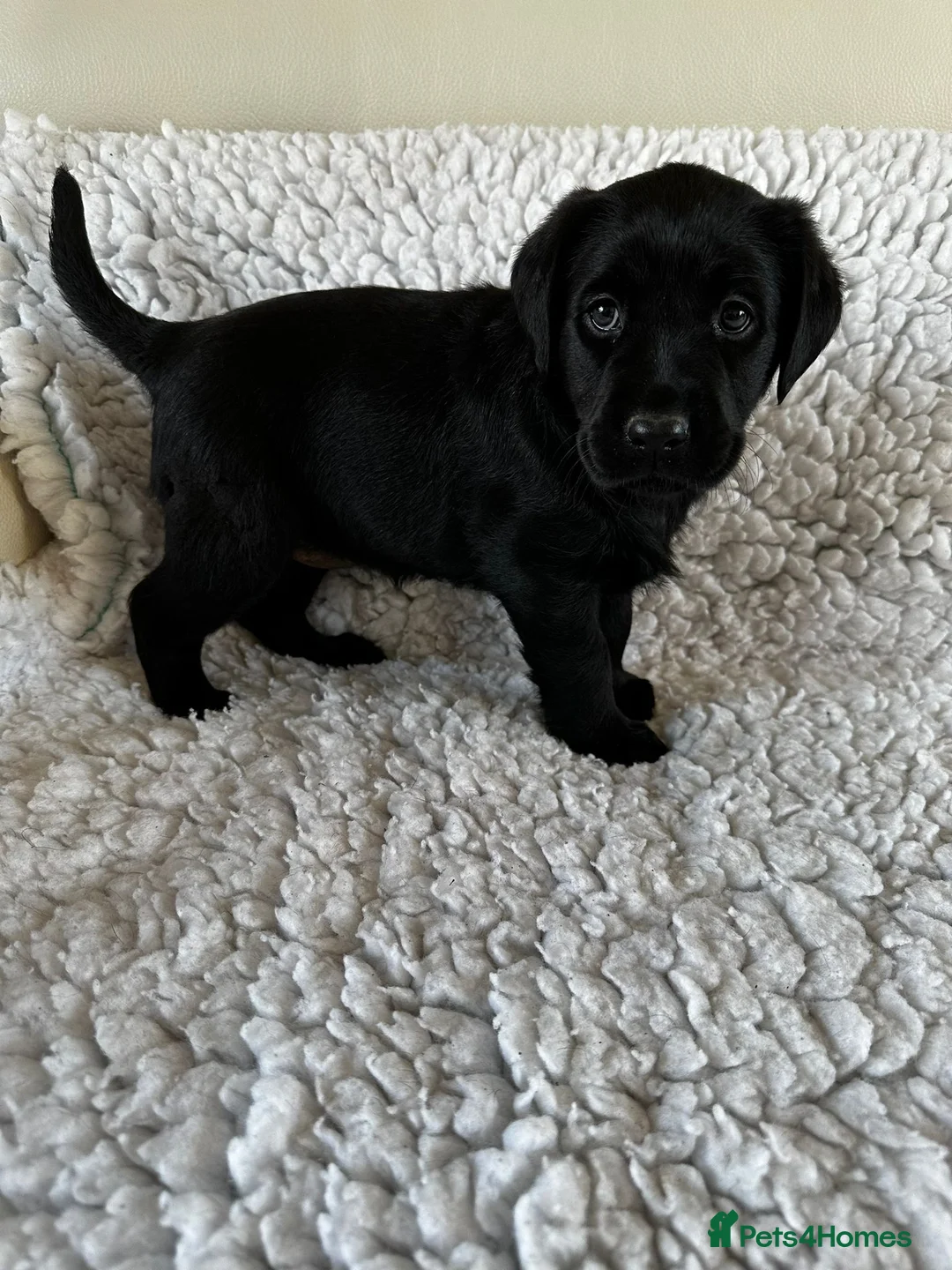 Labrador Retriever dogs for stud: Stunning Labrador, Champion Lines, Discounted Fee in Huddersfield - Advert 27