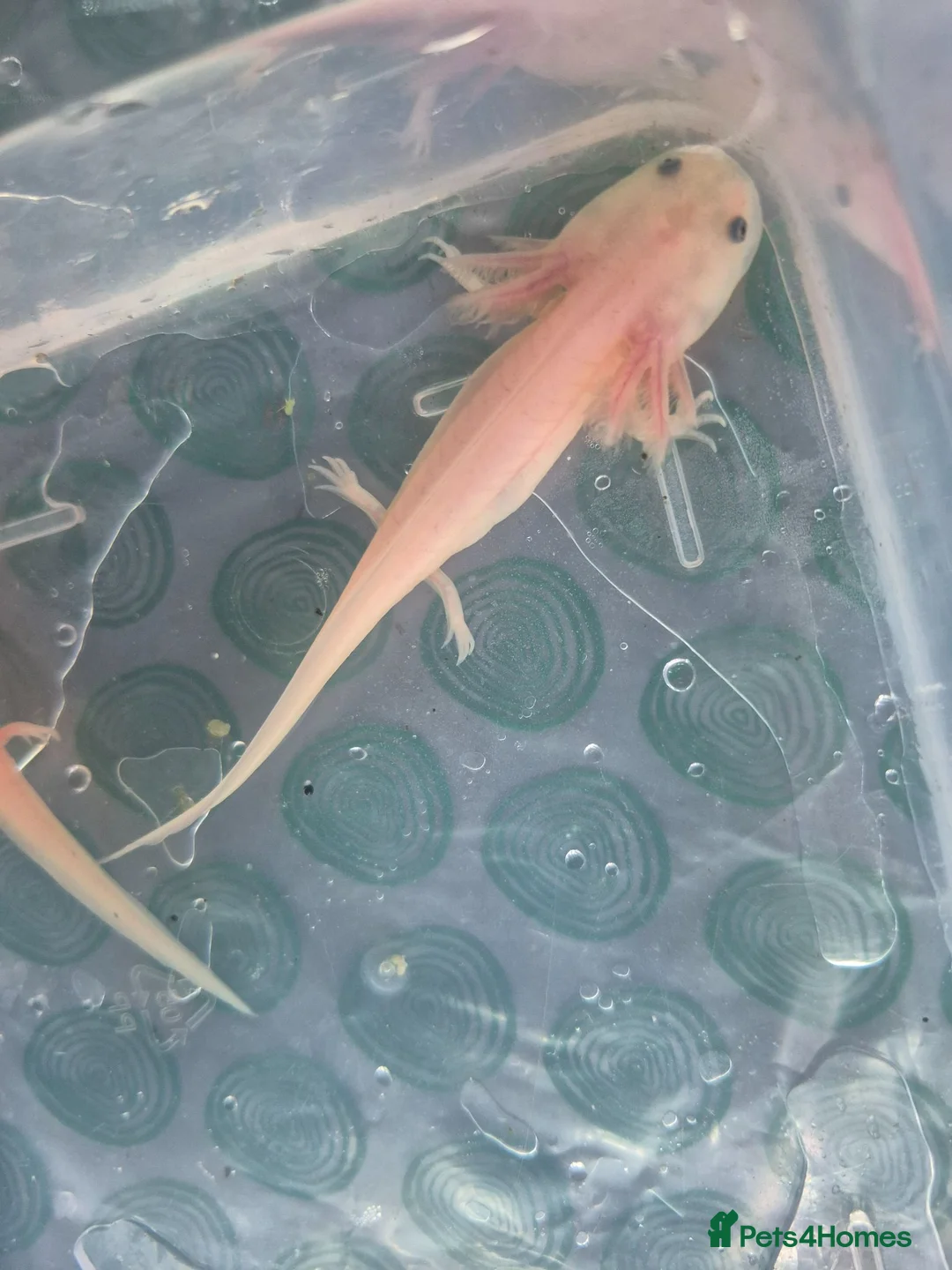 Axolotl reptiles for sale: Range of baby axolotls, hets known - Advert 2