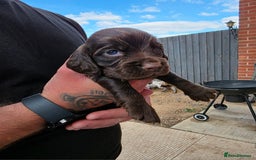 Cocker Spaniel dogs for sale: Cocker Spaniel puppies for sale - Image 8