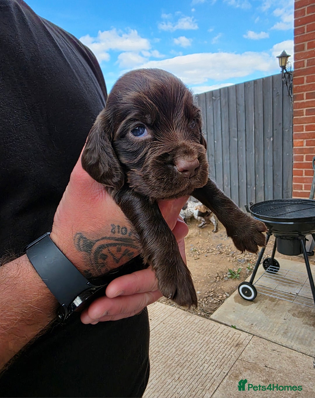 Cocker Spaniel dogs for sale: Cocker Spaniel puppies for sale - Image 8