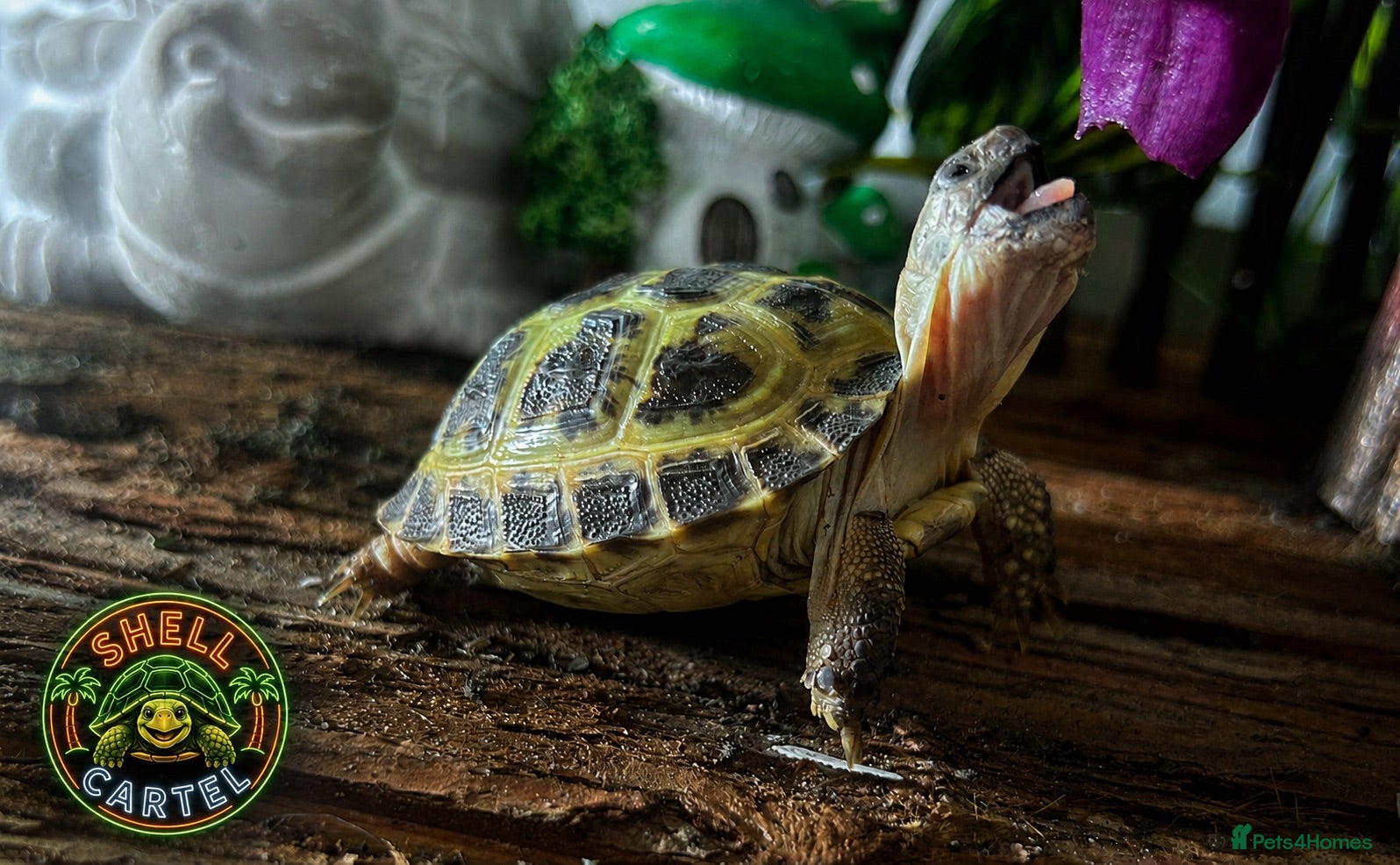 Tortoise reptiles Horsfield Hatchlings & Set Ups!! - Advert 1
