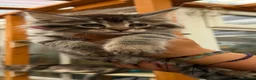 Maine Coon cats for sale: GCCF Fully Registered Maine Coon Kittens  - Advert 22